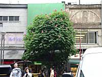 赤花トチノキ